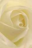 Immerse yourself in the intimate heart of a cream-white rose arranged with precision and care, as if you were standing in a Bromley Florist shop. The petals unfurl in a gentle spiral, their translucency and softness evocative of the first light glancing through the trees of Queensmead Recreation Ground. Subtle shadows curl between the ivory layers, creating a calm, contemplative depth that echoes the peaceful spirit of Bromley's vibrant neighbourhoods. Each petal seems to promise new beginnings and sincere emotion, its barely-there sweet fragrance hanging in the air. This visual captures not just a flower but the storytelling artistry of local florists-every choice, from the delicate layering to the perfect arrangement, reflects the human care behind bouquets delivered throughout Bromley. Whether meant for a heartfelt tribute, a gesture of admiration, or simply to brighten a loved one's day, this rose's tender composition is an authentic symbol of the community's warmth and attention to meaningful detail.